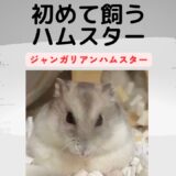 【ハムスター飼育】ジャンガリアンハムスター しる♂ を選んだ私たち