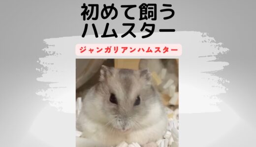 【ハムスター飼育】ジャンガリアンハムスター しる♂ を選んだ私たち