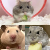 【初めて飼う方必見】ハムスターをお迎えしよう！飼う前の事前確認