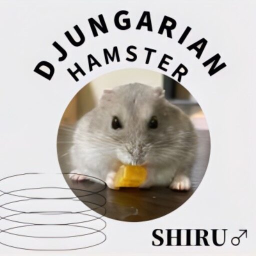 ジャンガリアンハムスター しる♂と愉快な家族