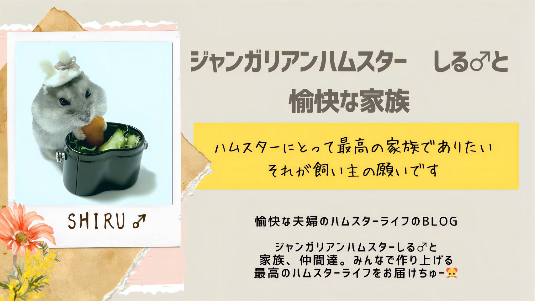 ジャンガリアンハムスター しる♂と愉快な家族