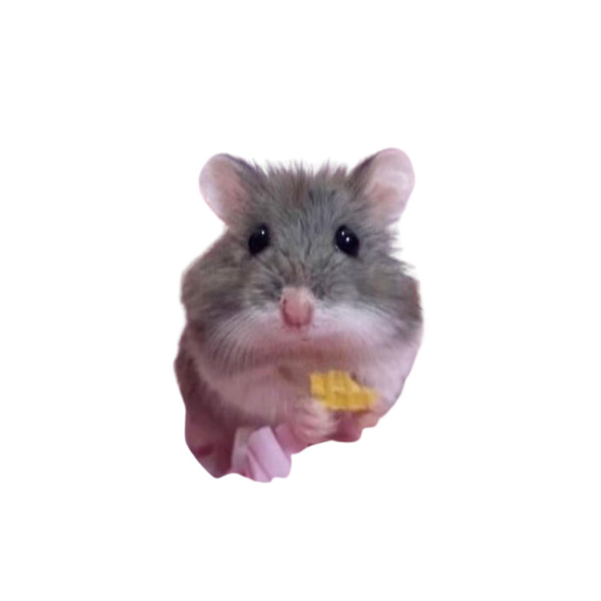 ココ